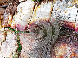 Spinifex Grass Growing in Sandstone Cliff