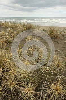 Spinifex grass growing on sandy beach