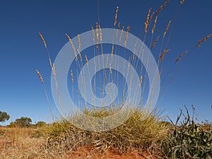 Spinifex grass plant in outback Central Australia