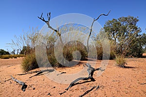 Spinifex Grass and sand dunes