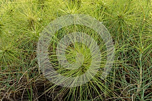 Spinifex littoreus grass