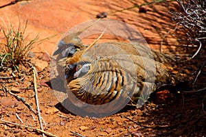 Spinifex pigeon