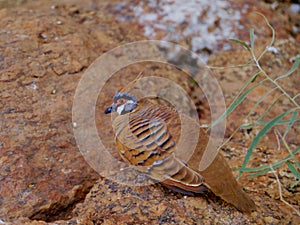 The Spinifex Pigeon