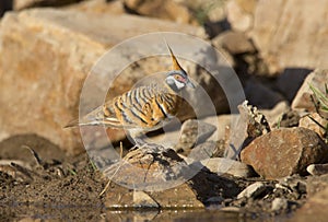 Spinifex pigeon at edge of waterhole