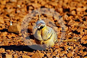 Spinifex pigeon foraging on ground, Purnululu National Park