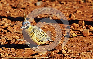 Spinifex pigeon foraging on ground, Purnululu National Park