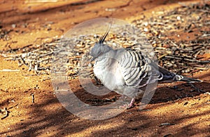 A spinifex pigeon Geophaps plumifera at it`s habitat in the desert of Australian desert.