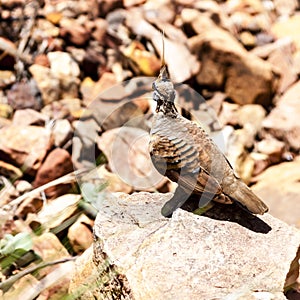 Spinifex Pigeon. Kings Canyon, Watarrka National Park, Australia