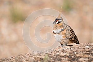 Spinifex Pigeon near Alice Springs, Northern Territory