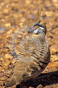 Spinifex Pigeon in Northern Territory Australia