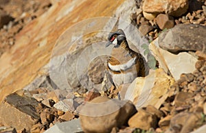 Spinifex pigeon partly camouflaged in rocks