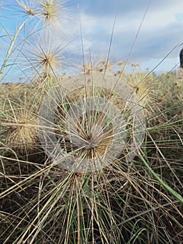 spinifex plant is a beach plant that functions to keep sand from moving asily In balauring