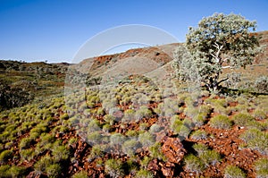 Spinifex Plant - Outback Australia
