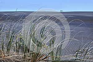 Spinifex sericeus grows on KareKare beach