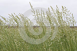 Spinifex Triodia grass seeding seeds