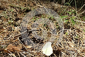 Spinnen und Schmetterling im Otternhagener Moor.