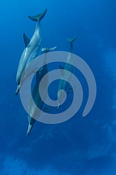 Spinner Dolphin