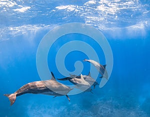 Spinner Dolphin