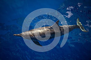 Spinner Dolphin in Blue Seas