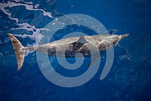 Spinner Dolphin in Clear, Blue Waters
