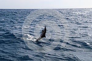 Spinner dolphin in Hawaii jumps out of the sea