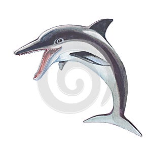 Spinner Dolphin or Long-snouted Dolphin photo