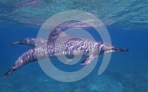 Spinner Dolphin Profile Swims Just Below Surface of Ocean