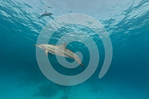 Spinner dolphin (stenella longirostris) in the Red Sea.