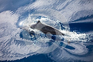 Spinner Dolphin at Surface in Calm, Blue Seas