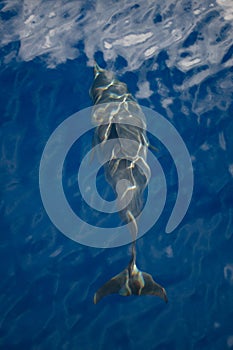 Spinner Dolphin Swimming in Blue Water