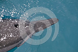 Spinner Dolphin Takes a Breath 2