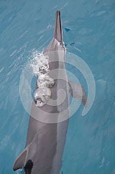 Spinner Dolphin Takes a Breath