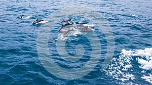 Spinner dolphins