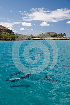 Spinner Dolphins