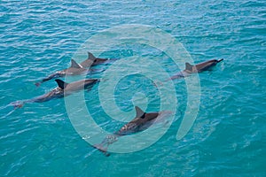 Spinner Dolphins