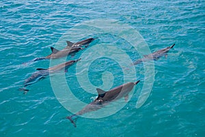 Spinner Dolphins