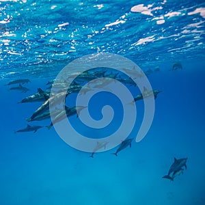 Spinner dolphins