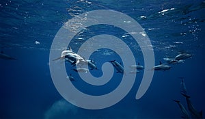 Spinner dolphins big pod underwater shot