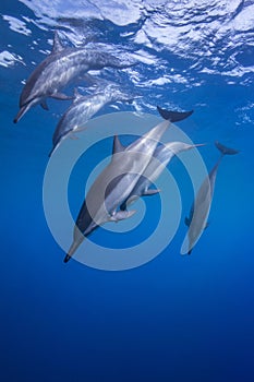 Spinner Dolphins Diving