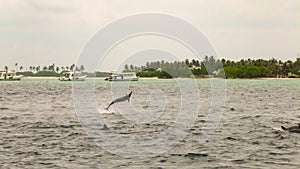 Spinner Dolphins is jumping in Maldives.