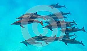 Spinner dolphins scene from above