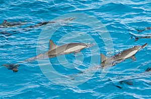 Spinner dolphins surfacing in a lagoon