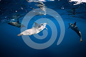 Spinner dolphins swimming underwater in ocean. Water mammal