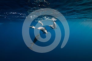 Spinner dolphins in tropical blue ocean with sunlight