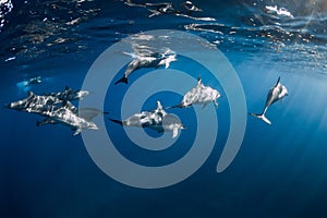 Spinner dolphins in tropical ocean with sunlight. Dolphins in underwater