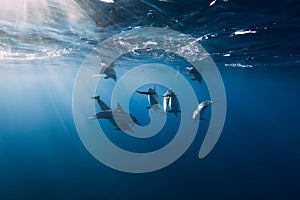 Spinner dolphins in tropical ocean with sunlight. Dolphins in underwater