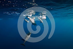 Spinner dolphins underwater in blue ocean. Dolphins dive in ocean
