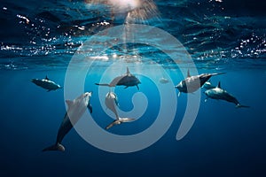 Spinner dolphins underwater in ocean