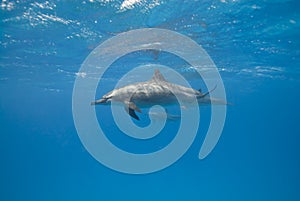 Spinner dolphins in the wild.