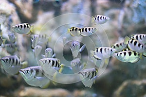 Spinner fish